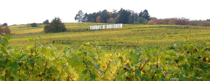 Vignoble de Dorlisheim,  15 min   pied du gte